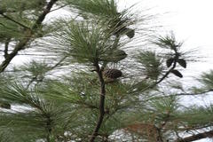 Pinus roxburghii